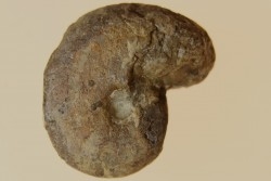 goniatite: MANTICOCERAS intumescens - upper Frasnian Mariembourg, BELGIUM