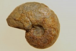 goniatite: MANTICOCERAS intumescens - upper Frasnian Mariembourg, BELGIUM