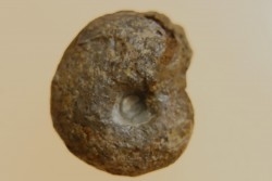 goniatite: MANTICOCERAS intumescens - Frasnien superieur - Mariembourg, BELGIQUE