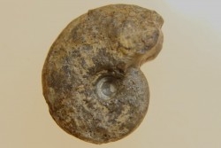 goniatite: MANTICOCERAS intumescens - upper Frasnian Mariembourg, BELGIUM