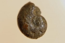 goniatite: MANTICOCERAS intumescens - Frasnien superieur - Mariembourg, BELGIQUE