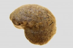 goniatite: MANTICOCERAS intumescens - Frasnien superieur - Mariembourg, BELGIQUE
