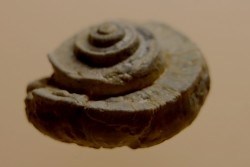 Euomphalus Crotalostomus - upper Visean - Andenelle - BELGIUM