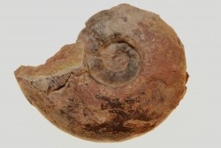 Alocolytoceras aff. germaini - TOARCIEN - Carriere Belmont - LYON - FRANCE