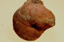 Calliphylloceras nilssoni - TOARCIEN - Carriere Belmont - FRANCE