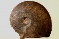 Harpoceras subplanatum - TOARCIEN - Carriere Belmont - LYON - FRANCE