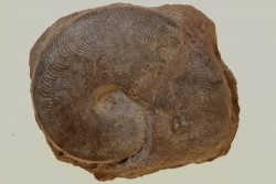 Harpoceras subplanatum - TOARCIEN - Carriere Belmont - LYON - FRANCE