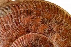 Pseudogrammoceras aff. fallaciosum - TOARCIEN - Carriere Belmont - FRANCE