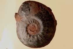 Phlyseogrammoceras dispansum - TOARCIEN - Carriere Belmont - LYON - FRANCE