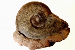 Esericeras eseri  - TOARCIEN - Carriere Belmont - FRANCE