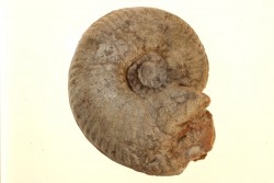 Hammatoceras aff. pachu - TOARCIEN - Carriere Belmont - LYON - FRANCE