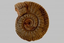 Hammatoceras aff. insigne - TOARCIEN - Carriere Belmont - LYON - FRANCE