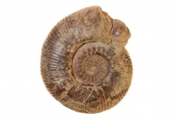 Hammatoceras aff. speciosum - TOARCIEN - Carriere Belmont - FRANCE