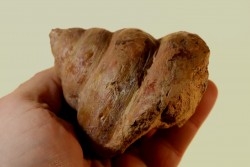 Perotrochus repelinianus - Aalenien - Carriere Belmont - LYON - FRANCE