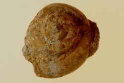 Pleurotomaria actinomphala - Bajocien - Carriere Belmont - LYON - FRANCE