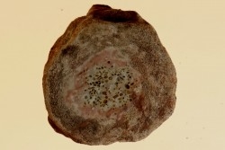 ichthyosaur vertebra : Stenopterygius