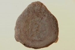 ichthyosaur vertebra : Stenopterygius
