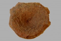 ichthyosaur vertebra : Stenopterygius