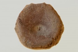 Vertèbre d'ICHTYOSAURE: STENOPTERYGIUS sp. - TOARCIEN - Carrière Belmont - FRANCE