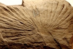 Sabalite sp. - oligocene - bois d'asson (04) - FRANCE