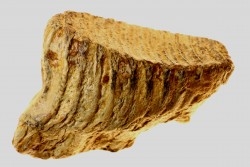 MAMMOTH TOOTH:  mammuthus primigenius