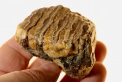 MAMMOTH TOOTH:  mammuthus primigenius