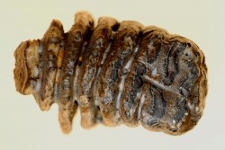 MAMMOTH TOOTH:  mammuthus primigenius