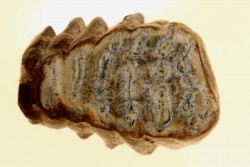 MAMMOTH TOOTH:  mammuthus primigenius