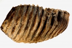 Mammuthus meridionalis - Pléistocène - Zemst, Belgique