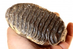 DENT DE MAMMOUTH:  mammuthus primigenius - Pléistocène - Zemst, Belgique