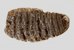 MAMMOTH TOOTH:  Mammuthus primigenius // Pléistocène // Zemst, Belgium