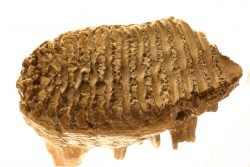 DENT DE MAMMOUTH:  mammuthus primigenius - Pléistocène - Zemst, Belgique