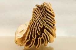 MAMMOTH TOOTH:  Mammuthus primigenius // Pléistocène // Bulgaria