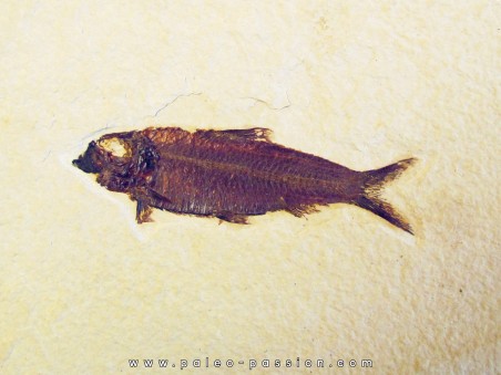 fish: KNIGHTIA EOCAENA (6)