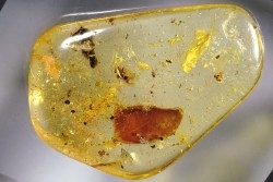 Copal: Diptères + divers + feuille - Pliocène à holocène - Antsiranana, Madagascar