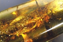 insect: Blatte + Diptères + Coléoptères