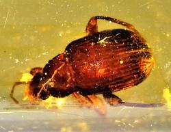 Copal: Blatte + Diptères + Coléoptères - Pliocène à holocène - Antsiranana, Madagascar