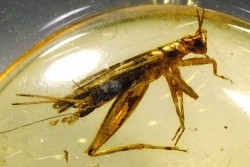 insect: Orthoptère + Coléoptères + Diptères