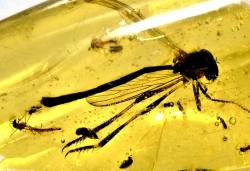 insect: Diptères + Coléoptère