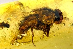 Copal: Coléoptère (Elateridae) + Diptère (Tachinidae) - Pliocène à holocène - Antsiranana, Madagascar