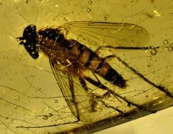 Copal: Diptères + Blatte (larve) - Pliocène à holocène - Antsiranana, Madagascar