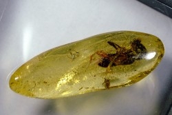 insect: Coléoptère