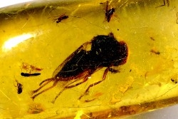 Copal: Mouche + autres diptères + Hyménoptère - Pliocène à holocène - Antsiranana, Madagascar