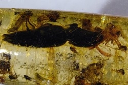 Copal: Coléoptère Elateridae + petites Coléoptères + Araignée + Diptères - Pliocène à holocène - Antsiranana, Madagascar