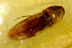 Copal: Coléoptère Elateridae + petits Diptères - Pliocène à holocène - Antsiranana, Madagascar