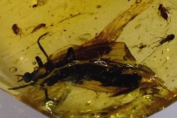 insect: Nombreux petits Diptères + petit Coléoptère