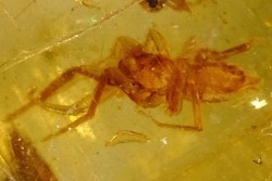 Copal: Araignée + petit Coléoptère Curculionidae - Pliocène à holocène - Antsiranana, Madagascar