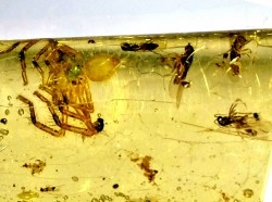 Copal: Araignée + nombreux Diptères - Pliocène à holocène - Antsiranana, Madagascar