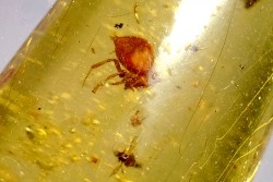 Copal: Araignée + Diptère Tipulidae + Diptère Psychodidae + divers - Pliocène à holocène - Antsiranana, Madagascar