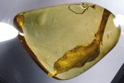 Copal: Végétal + divers - Pliocène à holocène - Antsiranana, Madagascar